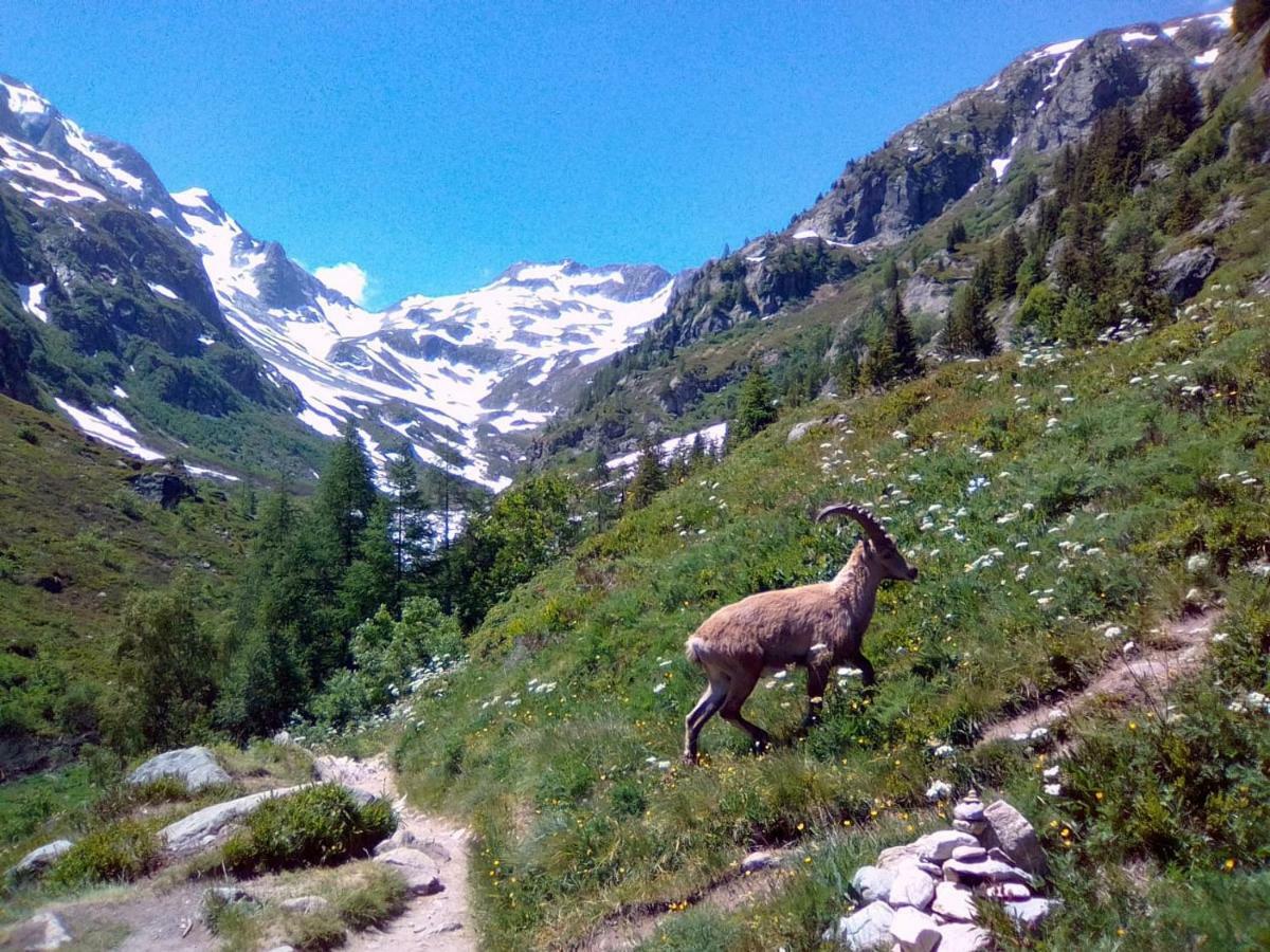 Chalets Pyrene Mont-Blanc シャモニー エクステリア 写真